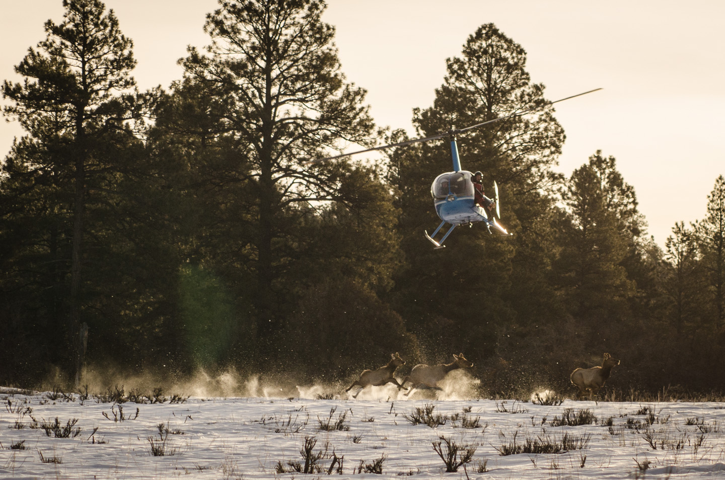 Bringing the elk herd into the open, pilots carefully single out an animal to net.