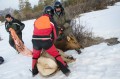 Thumbnail image of Removing the capture net, the elk are then hobbled and collared.