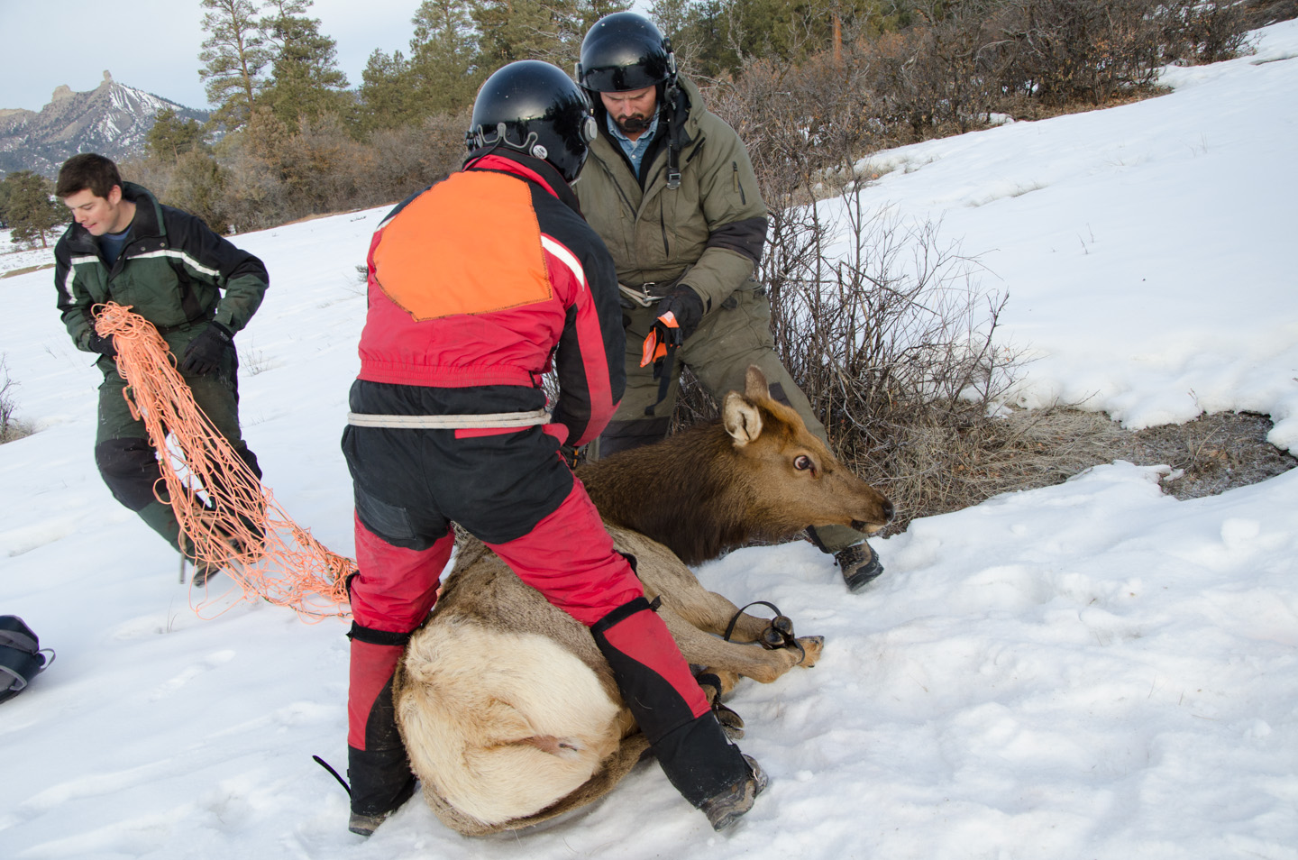 Removing the capture net, the elk are then hobbled and collared.