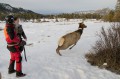 Thumbnail image of Once unfettered, elk are released to rejoin their herds in the wild.