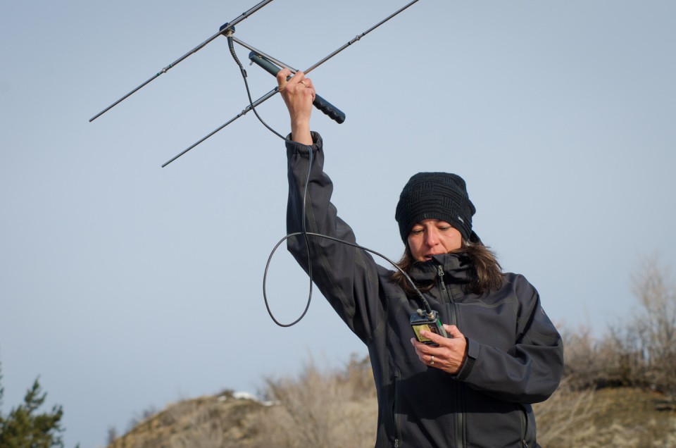 Danielle Austin uses a handheld receiver to approximate locations of specific radio collars.