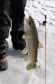 Thumbnail image of Students pull in a sizable trout.
