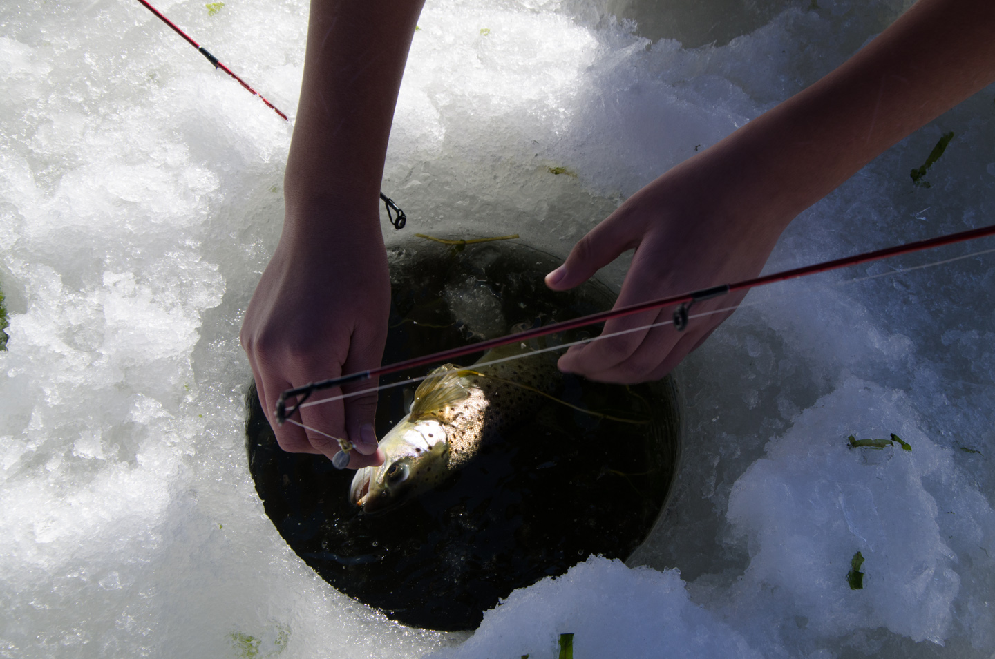 Students release a trout back into the icy water.