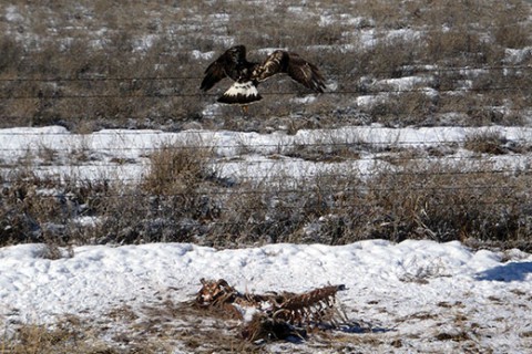 Rough-legged hawk