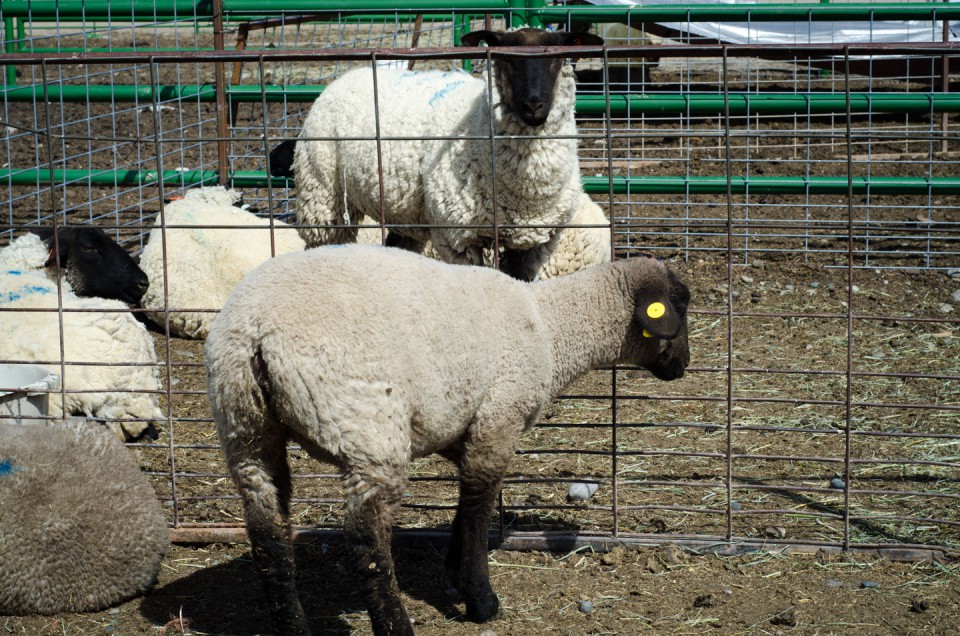 Sheep and pigs were among the prized livestock evaluated for quality and value by the attendees.
