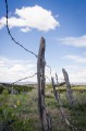 Thumbnail image of An aging fenceline skirts a section of the Aztec Freeway. Built almost half a century ago, livestock and wildlife have managed to bowl over many sections, pushing against the loose wire in search of greener pasture.