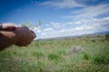 Thumbnail image of Project manager Bill Gwinn holds a small yellow flower known as yellow alyssum, a non-native weed that can grow in disturbed or overgrazed areas. While rangelands may look green from a distance, the quality of the vegetation for grazing purposes can be deceiving.