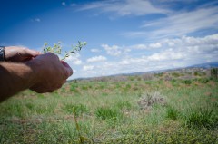 Project manager Bill Gwinn holds a small yellow flower known as yellow alyssum, a non-native weed that can grow in disturbed or overgrazed areas. While rangelands may look green from a distance, the quality of the vegetation for grazing purposes can be deceiving.