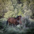 Thumbnail image of Feral horses show their aggressive side while milling around for food. While the horses consume much of the range resources, their overall health is not on par with their domestic counterparts once turned loose to fend for themselves.