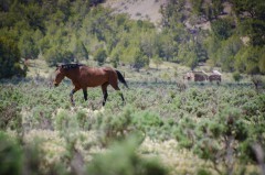 A feral horse moves through the sagebrush, rejoining a herd known to frequent the grazing areas on the eastern side of Southern Ute Reservation. Feral horses continue to put pressure on resources already made scarce by drought conditions, feeding themselves year round. Grazing areas for cattle and wildlife such as deer and elk suffer as a result.
