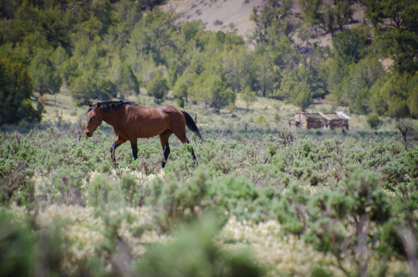 A feral horse moves through the sagebrush