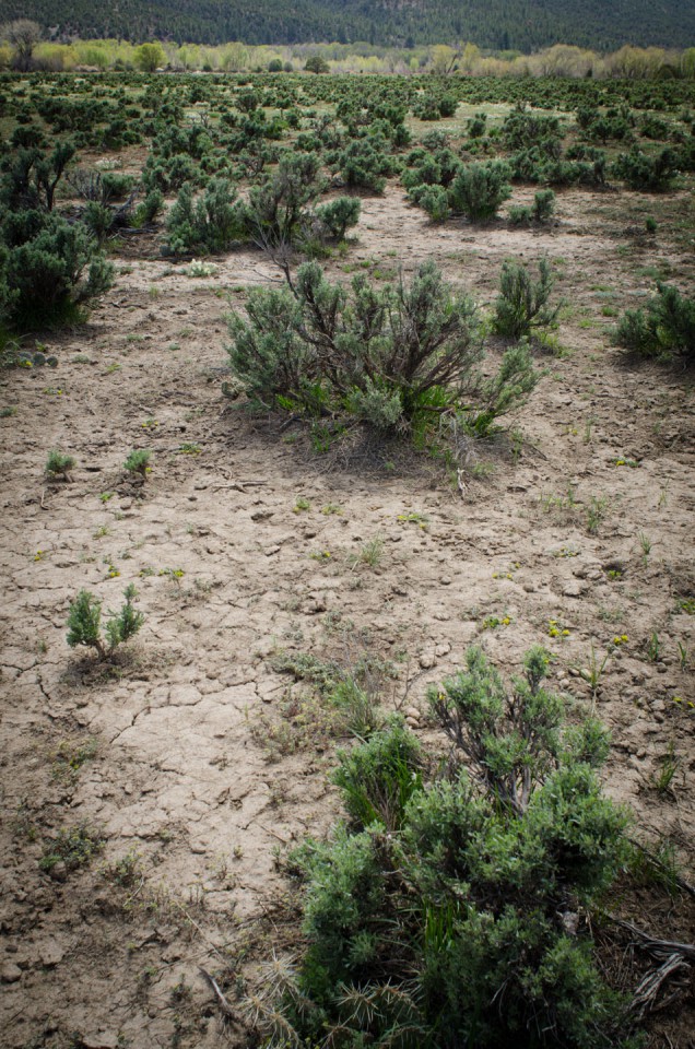 Scattered sagebrush dots the rangeland on the east side of the Southern Ute Reservation. Grazing pressure from feral horses adds to the environmental degradation that results once native plant species are over-consumed