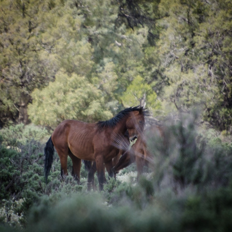 Feral horses show their aggressive side while milling around for food. While the horses consume much of the range resources, their overall health is not on par with their domestic counterparts once turned loose to fend for themselves.
