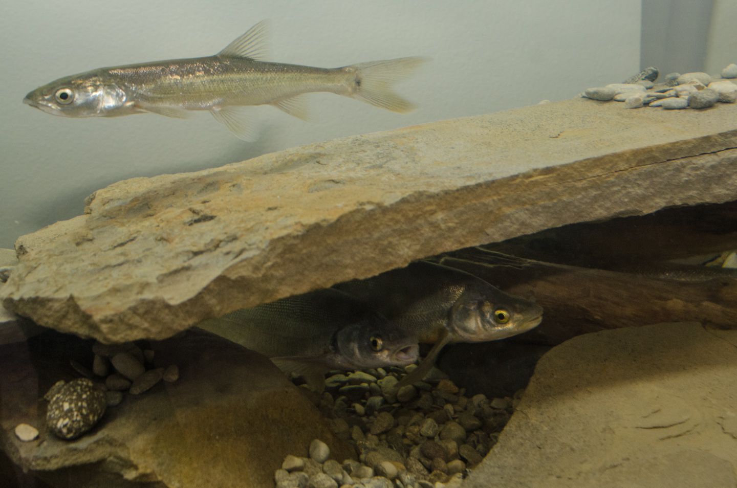 The Department of Natural Resources is actively working with other local agencies to help recover endangered fish populations.