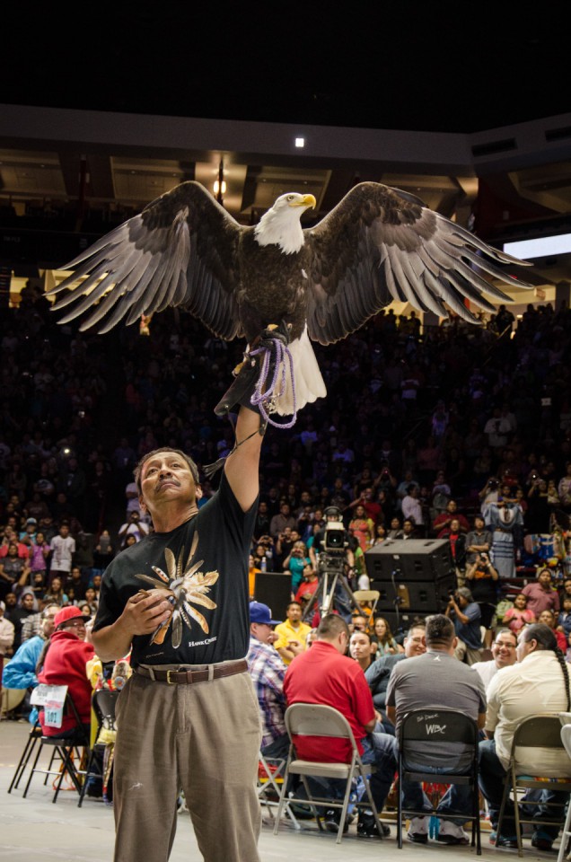 A bald eagle, strongly symbolic in Native American culture, spreads its wings before the crowd.