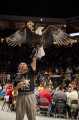 Thumbnail image of A bald eagle, strongly symbolic in Native American culture, spreads its wings before the crowd.