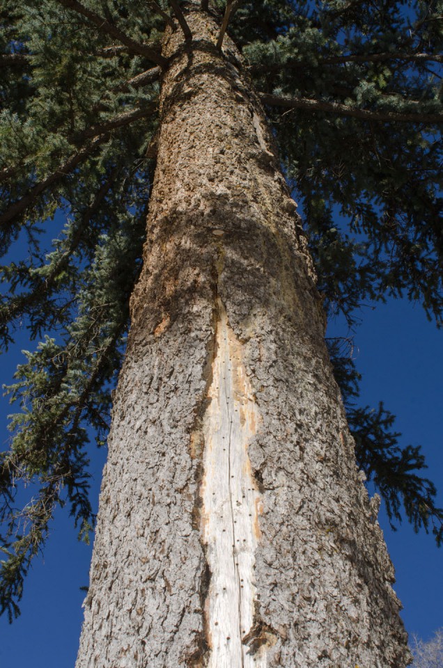 The tall pine had been struck by lightning years ago and posed a risk in the highly trafficked area.