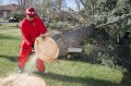 Thumbnail image of On Saturday, May 4, a tree was felled and summarily removed from the northeast corner of the Southern Ute Veterans Park. Tyson Thompson was the sawyer assigned with the task of dropping and sectioning the tree.