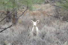 A rare leucistic – all-white – deer has been seen several times on the Southern Ute Reservation in mid-November by hunters and tribal staffers.