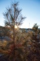 Thumbnail image of 