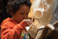 A boy examines a deer skull at the Boone & Crocket Antler Scoring Night held by the Wildlife Department Thursday, April 10, at Sky Ute Casino Resort. Tribal members were invited to bring in their antlers and/or mounts for an official sizing score.