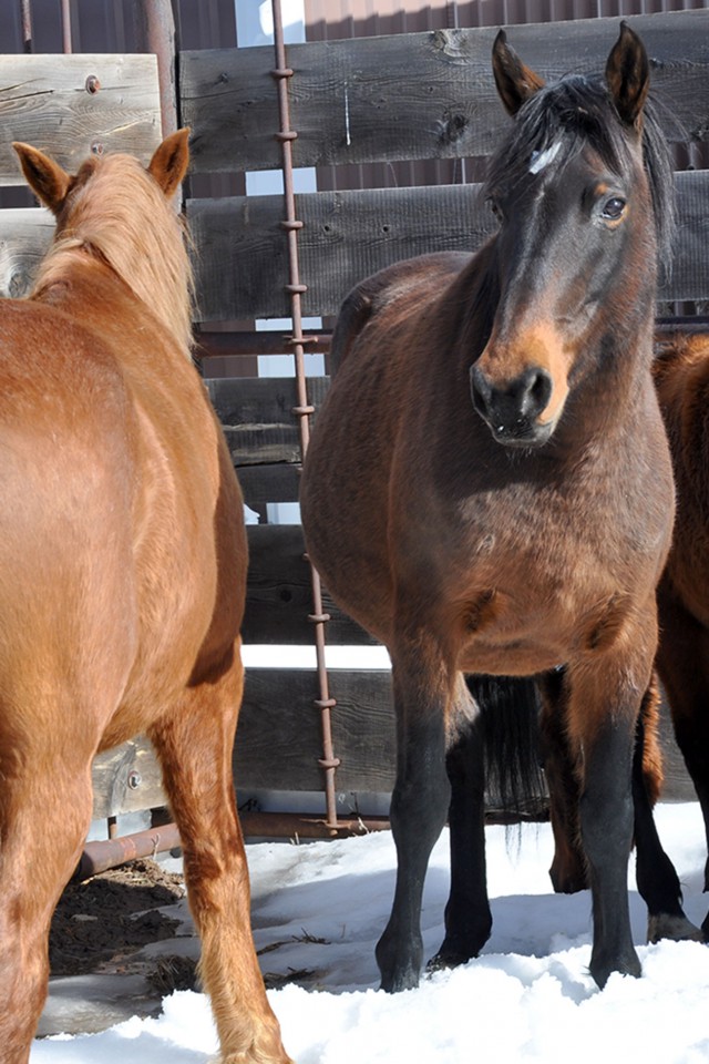 The Southern Ute Drum Feral horses captured