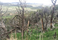 Photograph shows the die-off of pinion and juniper trees surrounding the landowner’s property.