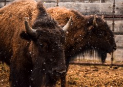 A total of eleven bison have been transferred from Vermejo Park Ranch in New Mexico to the Southern Ute Indian reservation where they will join the current herd.