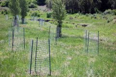 The Southern Ute Environmental Programs Division planted over 1000 trees along Stollsteimer Creek running downstream from Lake Capote. 