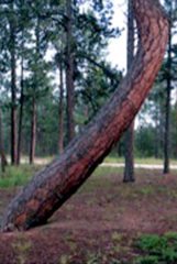 This tree is a directional tree pointing toward a water source or other location. Several Ute Burial Trees were found on the La Foret property in the Black Forest North East of Colorado Springs including two that pointed toward each other which must have been of some significance. 