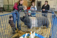 Ethan Rohde-O’Leary bravely reaches to touch the 600-pound pig at the Future Farmer’s of America (FFA) Petting Zoo held at Ignacio High School’s Ag Building on Friday, Feb. 24. 