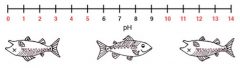 pH tolerance values of Animas River trout and other aquatic life are in between 6-9.