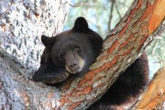 The fates of bears often hang in limbo, especially when natural food sources become scarce. Homeowners can do these wild animals a service by removing common attractants around their property such as: trash, pet food and bird feeders. Without proper incentive to roam urban areas in search of an easy meal, the bears will most likely return to their natural habitat. 
