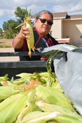 Southern Ute Executive Officer, Andrew Frost picks his corn, Thursday, Sept. 14 delivered by the Ute Mountain Ute Tribe.