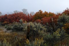 Oak brush turns to deep red along the Buck Highway, shrouded in a thick fog, Friday, Oct. 20. 
