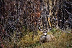 A mule deer takes shelter amongst the red willow. Deer populations are prevalent on the Southern Ute Reservation and make it possible for the Tribe to share these animals with other tribes for cultural purposes. 