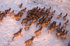 A record number of Southern Ute tribal members participated in this year's January Cow Elk Hunt, 40 in all. This is certainly related to the difficulty in finding scarce elk on the reservation during the regular tribal member seasons due to an unusually warm winter. 