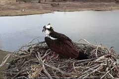 A female osprey returns to its nest at Lake Capote.