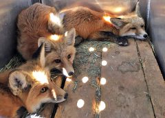 The three foxes await their release back into the wild. 