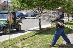 Parnell Harrison collects tree branches in front of the Leonard C. Burch building which he takes to his truck during a cleanup around the Southern Ute Tribal Campus, Thursday, June 28. 