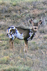 Unique “piebald” mule deer fawn near State Highway 151 on private land Saturday Nov. 3. A piebald is an animal, usually a mammal such as a white-tailed deer or horse, that has a spotting pattern of large white and black patches.