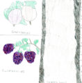 Thumbnail image of 