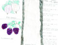 Thumbnail image of 