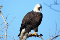 Valdez captured an image of a bald eagle looking directly into the lens of his camera on the Southern Ute Reservation.