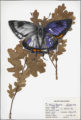 Thumbnail image of 