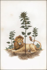 The Lion Lies Down with the Lamium: Watercolor, colored pencil, gold leaf, Lamium galeobdolon [deadnettle] herbarium sample on paper, 2017.
 
