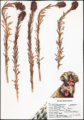 Thumbnail image of 