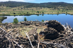 Young osprey fledglings await their next meal; each spring Suuwhsiagyetu (Strong Wings, male) and Suupu’ighyetu (Powerful Eyes, female) return to Lake Capote to raise their young. 