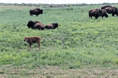 The Southern Ute Indian Tribe’s Bison Program is midway through calving; the Tribe lets their bison run on a natural breeding cycle, where bison breed on their own schedule. This typically results in later offspring, which coincides with warmer temperatures and greener pastures. Pictured here, a young calf barely a week old, stands with the herd southeast of Ignacio, Thursday, May 16. These young bison will be kept to establish a larger herd, breeding once they come of age after three years. The Tribe’s bison herd averages 75 head. 
