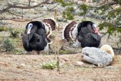 Turkey (Meleagris), Ute: kwiyutÙ
Turkeys are strong and survive the winter season in the snow and cold without hibernating and can often be seen throughout the year.